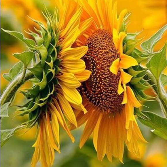 Meet your Posher, Petya - Picture 1 of 1